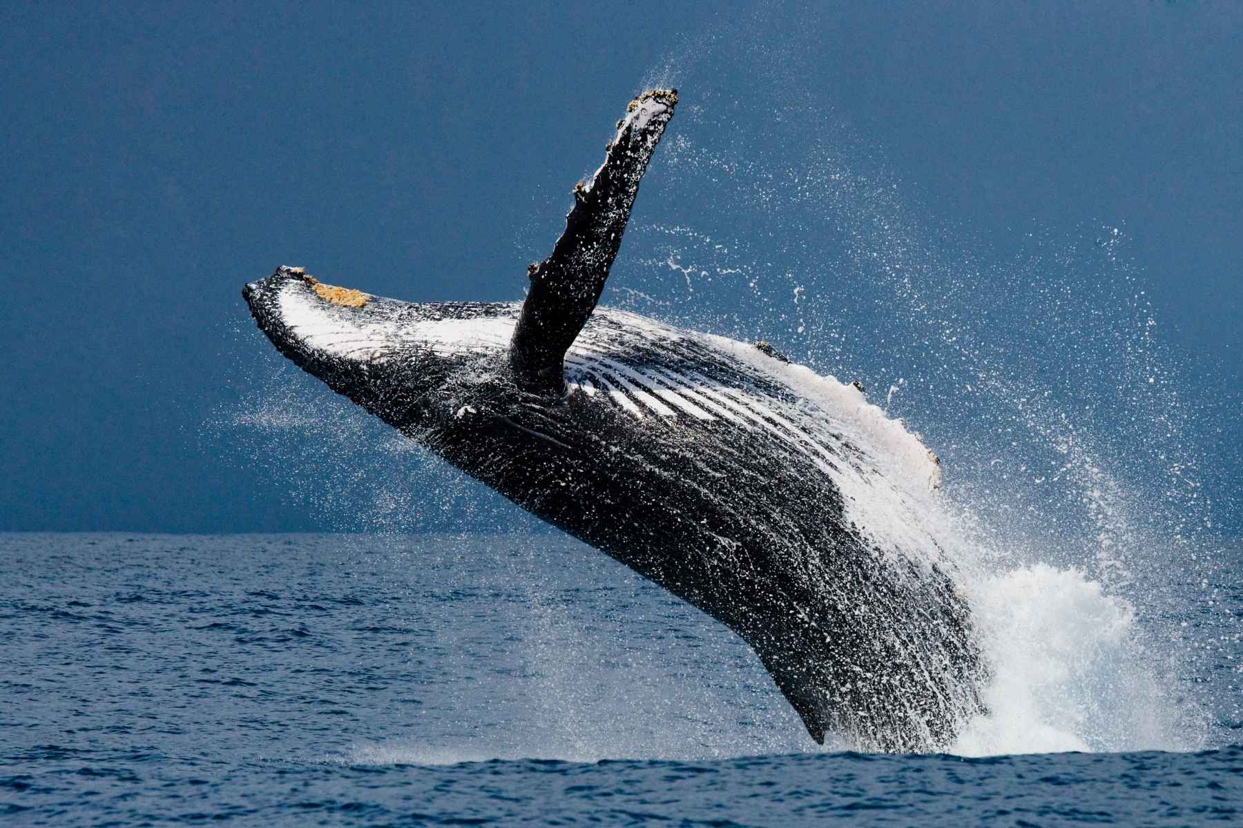 humpback whale